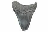 Fossil Megalodon Tooth - South Carolina #236321-1
